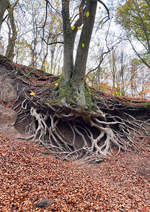 Große Baumwurzeln, gesichtet im Brohltal - 08.11.2020