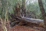 7.1.2021 - Zetel Urwald - umgestürzter Baum