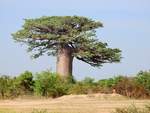 Gewaltiger Baobab neben der Nationalstraße N8, nördlich von Morondava. Die Aufnahme entstand auf unserer Fahrt in Richtung Tsingy de Bemaraha am 10.11.2018.