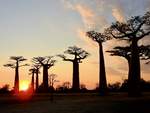 Abendstimmung an der Baobab Allee bei Morondava auf Madagaskar.