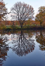 Baumspiegelung im Teich an der Burg Schweinheim - 20.11.2020