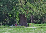 Größenvergleich - gewaltiger Mammutbaum und  kleine  Menschen. Erftstadt-Liblar, im Park vom Schloß Gracht. 30.05.2021