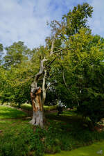 Diesen  ramponierten  Baum habe ich im August 2014 in Kittendorf gesehen.