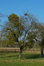 Ein mit Mistel befallener Baum in einer Streuobst Wiese nahe Lintgen. 01.2022 