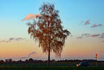 Einzelbaum bei Euskirchen im Abendlicht - 10.11.2021