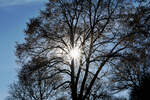 Gegenlicht - Sonne durch den Baum bei der Steinbachtalsperre - 14.01.2022
