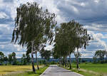 Birkenallee an einer Landstraße bei Swisttal-Odendorf - 25.04.2022