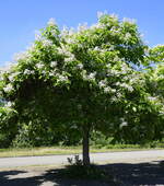 junger Trompetenbau in voller Blüte, der aus Nordamerika stammende Baum wird bei uns in Parks und Anlagen als Zierbaum angepflanzt, Juni 2022