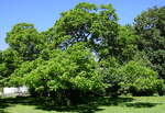 Trompetenbaum mit weitausladender Krone, Juli 2022