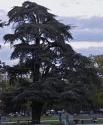 Ein etwas eigenartig gewachsener Baum am Rande des Sees von Annecy.
