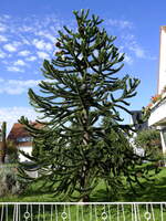Chilenische Araukarie, auch Schlangenbaum oder Andentanne geannt, dieser exotisch anmutende Baum stammt aus Südamerka, bei uns als Zierbaum in Parks und Gärten, Okt.2022