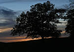 Baum kurz nach Sonnenuntergang in der Eifel - 11.11.2022