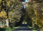 Waldstraße im Spätherbst an der Steinbachtalsperre - 24.11.2022