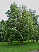 Blühende Kastanienbäume, aufgenommen in Maastricht. 05.2023