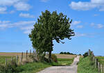 Eifellandschaft mit Einzelbaum, Schotterweg und Feldern bei Eu-Kirchheim - 15.09.2023