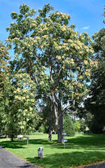 Götterbaum im Erftauepark Euskirchen - 17.09.2023