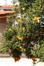 Ein vollbehngter Orangenbaum auf der Isola di Procida; 26.01.2008