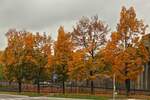 Bäume mit Herbstfarben in Esch Alzette (L). 16.10.2025
