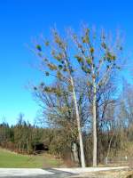  Mistelbaum  zieht magisch die Blicke der vorbeigehenden Spaziergnger an sich; 080203