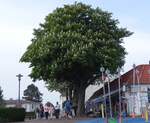 Ein schöner Kastanienbaum am 21.05.2023 in Laboe in der Kieler Bucht. Ein schöner Kastanienbaum am 21.05.2023 in Laboe in der Kieler Bucht.