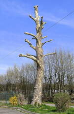 Platane, nach starkem Rückschnitt, der aus Ostasien stammende Baum ist bei uns häufig anzutreffen, März 2026