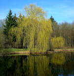 Trauerweide, das erste Grün im Frühjahr zeigt sich an diesem aus Ostasien stammenden Baum, März 2011