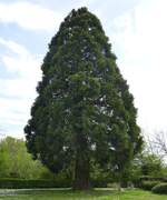 Mammutbaum, der aus Nordamerika stammende Baum steht bei uns in Parks, auf Friedhöfen und in Landschaftsgärten, es ist der höchste Baum der Erde, ein Exemplar in Nordamerika erreicht 110m Höhe, April 2026