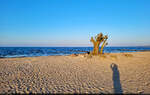 Strand mit Baum: Abendstimmung am Stettiner Haff in Ueckerm�nde mit einer alten Weide.

🕓 12.4.2025 | 19:01 Uhr
