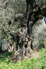 Ein Olivenbaum in Lauro.