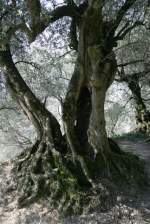 Ein alter Olivenbaum in Lauro.