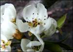 Endlich Frhling - Birnenblten