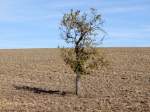 Einsam im umgepflgten Feld trotzt dieser Birnbaum; 080111