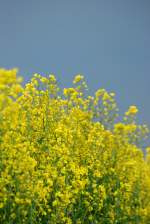 Rapsbl�te bei Bordesholm.