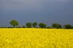 Gewitterstimmung im Raps bei Bordesholm.