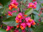 Pfaffenh�tchen(Euonymus europaeus)tr�gt m�chtig Fr�chte; 121014