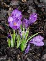 Am 13.03.09 ffnen sich die Blten der Krokusse in unserem Garten zum ersten Mal, wenn auch noch sehr zaghaft. (Jeanny)