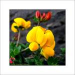 Gewhnlicher Hornklee - Lotus corniculatus - Bird's Foot Trefoil - Cowslip... fotografiert an der Kste der Bantry Bay, Irland County Cork
