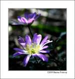 Lichtblicke - Balkan Windrschen - Frhlingsanemone (Anemone blanda).