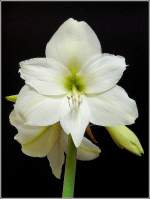 Nicht nur drauen blht es, auch im Haus hat die Amaryllis am 20.04.09 ihre Blten geffnet.