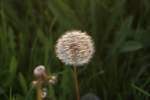 Eine Lwenzahn- Pusteblume , am Rande der Eisenbahnstrecke Braunschweig-Hannover. Diese Aufnahme entstand am 01.05.09. 