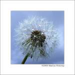 Regentag in Bath - Pusteblume im Blitzlichtgewitter