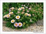 Berufkraut - Seaside Daisy (Erigeron glaucus) - Fotografiert in Porthleven, Cornwall England