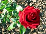 rote Rose