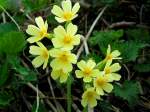 Echte Schlsselblume (Primula veris) blht am Bachrand; 070401