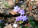 Veilchen (Viola) blhen in einem Mischwald;  050403