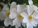 Feldrose (Rosa arvensis) 070528