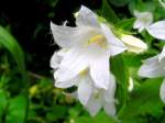 Glockenblume  (Campanula)