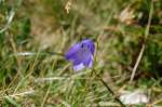 Alpenblumen (II) - Scheuchzers Glockenblume -> Campanula scheuchzeri