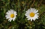 Alpenblumen (IV) - Margerite 