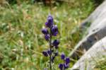 Alpenblumen (VII) - Blauer Eisenhut -> Aconitum napellus